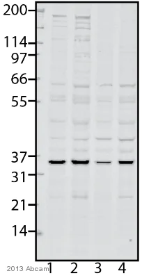 Western blot - Anti-PYCR2 antibody (AB103535)