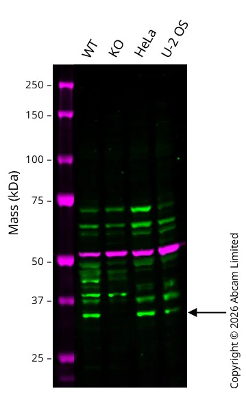 Western blot - Anti-PYCR2 antibody (AB103535)