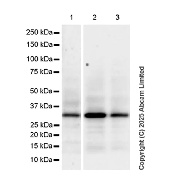 Western blot - Anti-PYCR2 antibody [EPR28825-54] (AB324352)