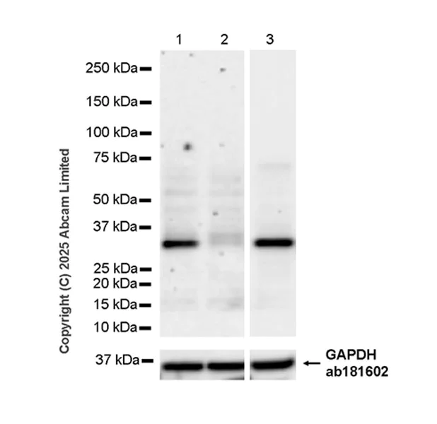 Western blot - Anti-PYCR2 antibody [EPR28825-54] (AB324352)