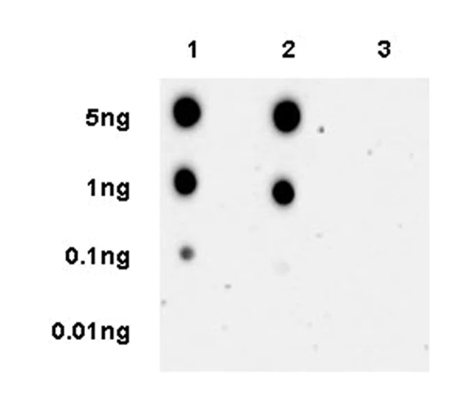 Dot Blot - Anti-PYGL (phospho S15) antibody [EPR20881-72] (AB227043)