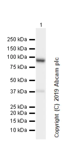 Western blot - Anti-PYGL (phospho S15) antibody [EPR20881-72] (AB227043)