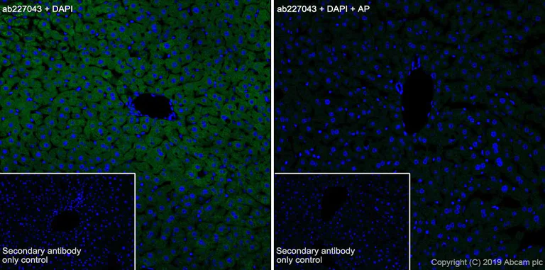 Immunohistochemistry (Frozen sections) - Anti-PYGL (phospho S15) antibody [EPR20881-72] - BSA and Azide free (AB256553)
