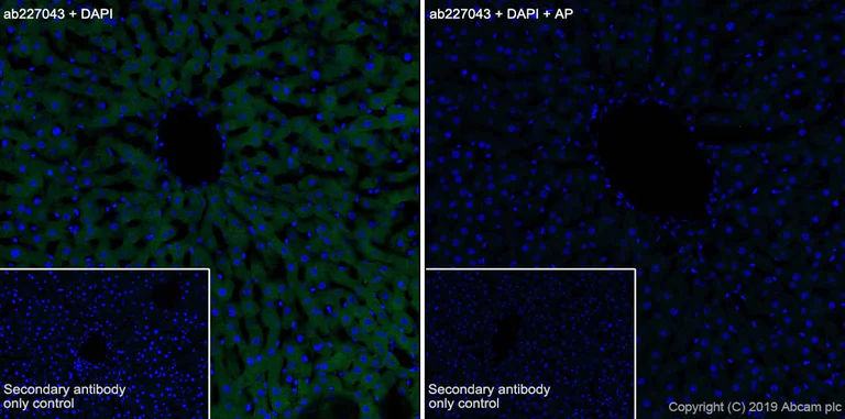 Immunohistochemistry (Frozen sections) - Anti-PYGL (phospho S15) antibody [EPR20881-72] - BSA and Azide free (AB256553)