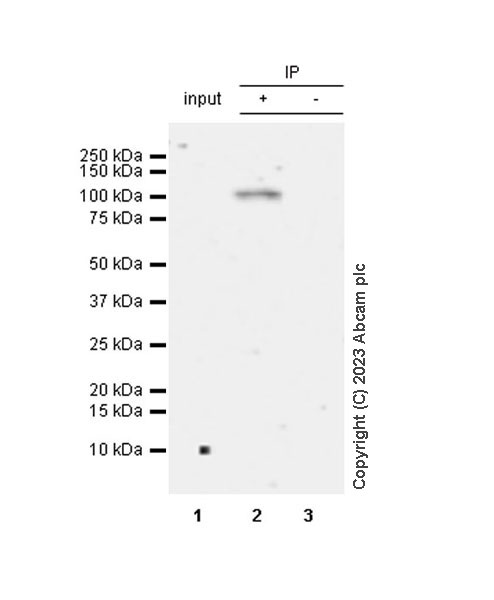 Immunoprecipitation - Anti-PYGL (phospho S430) + PYGM (phospho S430) antibody [EPR20852-26] (AB314428), expandable thumbnail