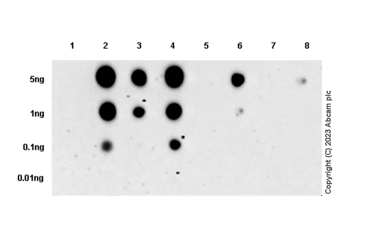 Dot Blot - Anti-PYGL (phospho S430) + PYGM (phospho S430) antibody [EPR20852-26] - BSA and Azide free (AB314429)