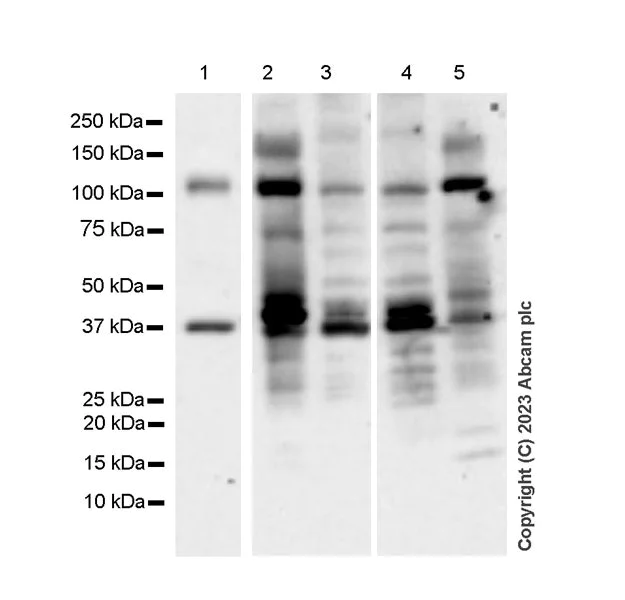 Western blot - Anti-PYGL (phospho S430) + PYGM (phospho S430) antibody [EPR20852-26] - BSA and Azide free (AB314429)