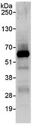Immunoprecipitation - Anti-PYGO1 antibody (AB95072)