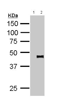 Immunoprecipitation - Anti-PYGO2 antibody (AB155262), expandable thumbnail