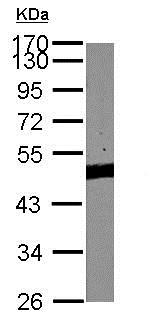 Western blot - Anti-PYGO2 antibody (AB155262), expandable thumbnail