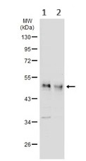 Western blot - Anti-PYGO2 antibody (AB155262)