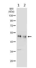 Western blot - Anti-PYGO2 antibody (AB155262)