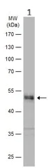 Western blot - Anti-PYGO2 antibody (AB155262)