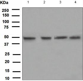 Western blot - Anti-PYGO2 antibody [EPR2024(2)] (AB109001), expandable thumbnail