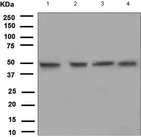 Western blot - Anti-PYGO2 antibody [EPR2024(2)] (AB109001)