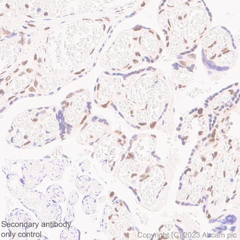 Immunohistochemistry (Formalin/PFA-fixed paraffin-embedded sections) - Anti-PYGO2 antibody [EPR27168-186] - BSA and Azide free (AB316319)