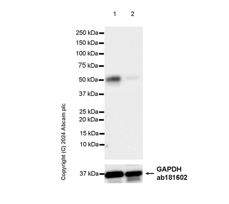 Western blot - Anti-PYGO2 antibody [EPR27168-186] - BSA and Azide free (AB316319)