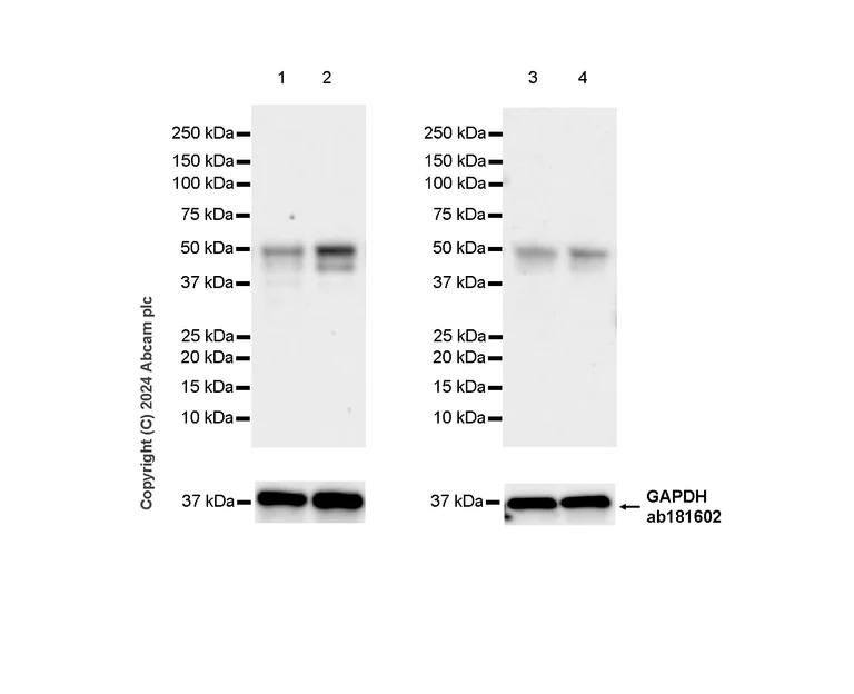 Western blot - Anti-PYGO2 antibody [EPR27168-186] - BSA and Azide free (AB316319)