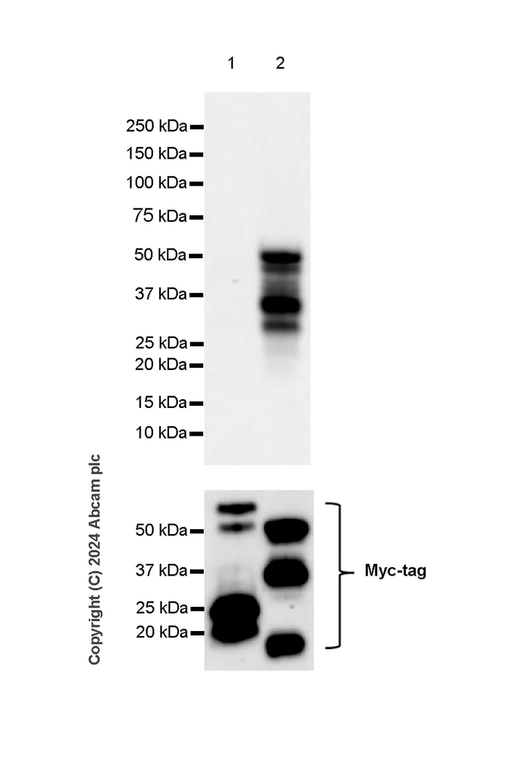 Western blot - Anti-PYGO2 antibody [EPR27168-186] - BSA and Azide free (AB316319)