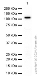 Western blot - Anti-PYK2 antibody [EP206Y] (AB81266), expandable thumbnail