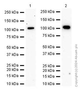 Western blot - Anti-PYK2 antibody [EP206Y] (AB81266), expandable thumbnail