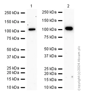 Western blot - Anti-PYK2 antibody [EP206Y] - BSA and Azide free (AB284767)