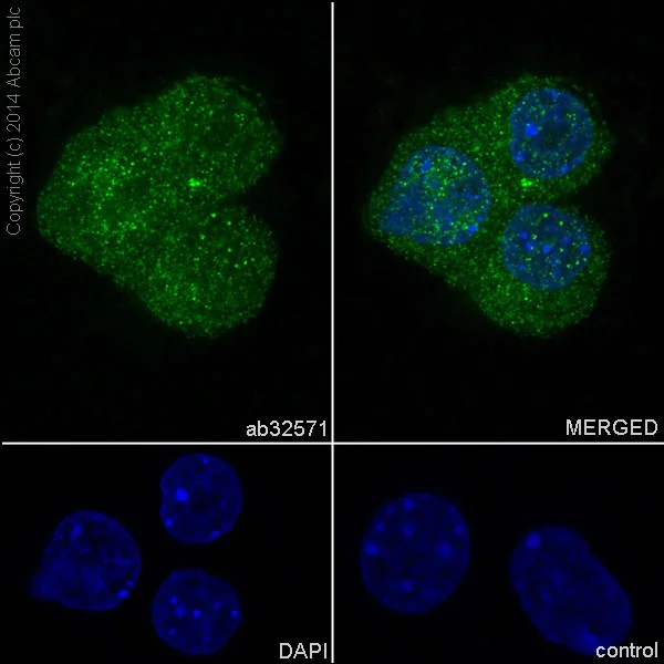 Immunocytochemistry/ Immunofluorescence - Anti-PYK2 antibody [YE353] (AB32571)