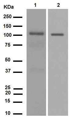 Western blot - Anti-PYK2 antibody [YE353] (AB32571)