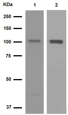 Western blot - Anti-PYK2 antibody [YE353] (AB32571)