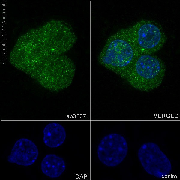 Immunocytochemistry/ Immunofluorescence - Anti-PYK2 antibody [YE353] - BSA and Azide free (AB228477), expandable thumbnail