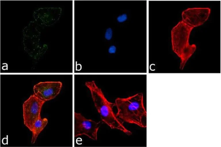 Immunocytochemistry/ Immunofluorescence - Anti-PYK2 (phospho Y402) antibody (AB4800)