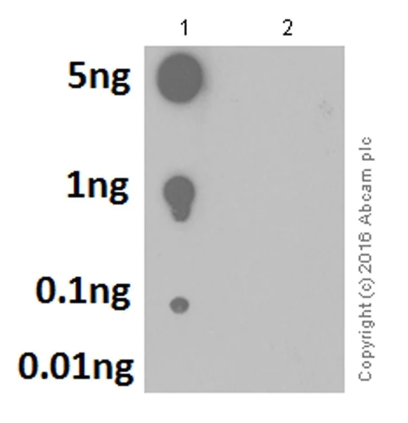 Dot Blot - Anti-Pyrin (phospho S205) antibody [EPR19567] (AB201784)