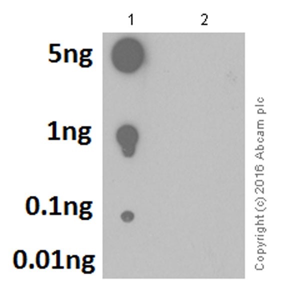 Dot Blot - Anti-Pyrin (phospho S205) antibody [EPR19567] - BSA and Azide free (AB222490)