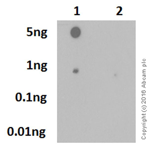 Dot Blot - Anti-Pyrin (phospho S241) antibody [EPR19570] (AB200420), expandable thumbnail