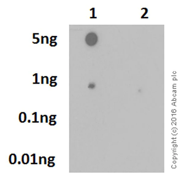 Dot Blot - Anti-Pyrin (phospho S241) antibody [EPR19570] - BSA and Azide free (AB222488)