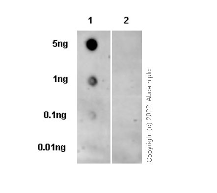 Dot Blot - Anti-Pyroglutamate beta Amyloid antibody [IBR-10-2-3] - BSA and Azide free (AB264035), expandable thumbnail
