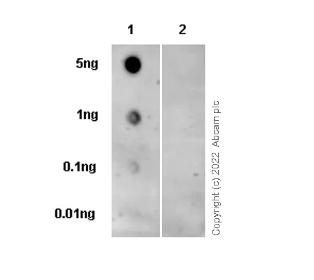 Dot Blot - Anti-Pyroglutamate beta Amyloid antibody [IBR-10-2-3] - BSA and Azide free (AB264035)