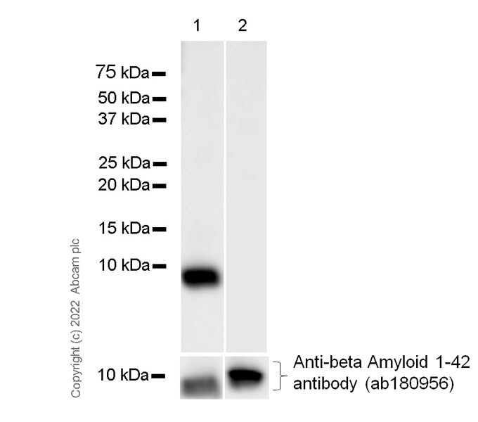 Western blot - Anti-Pyroglutamate beta Amyloid antibody [IBR-10-2-3] - BSA and Azide free (AB264035), expandable thumbnail