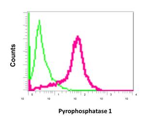 Flow Cytometry (Intracellular) - Anti-Pyrophosphatase 1 antibody [EPR11281] (AB175223), expandable thumbnail