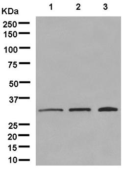 Western blot - Anti-Pyrophosphatase 1 antibody [EPR11282] - BSA and Azide free (AB250366), expandable thumbnail