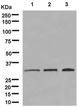 Western blot - Anti-Pyrophosphatase 1 antibody [EPR11282] - BSA and Azide free (AB250366)