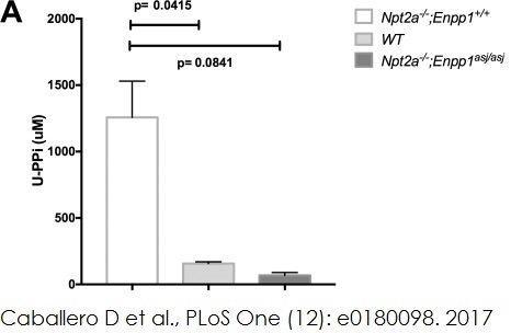 Functional Studies - Pyrophosphate Assay Kit (Fluorometric) (AB112155), expandable thumbnail