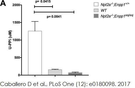 Functional Studies - Pyrophosphate Assay Kit (Fluorometric) (AB112155)