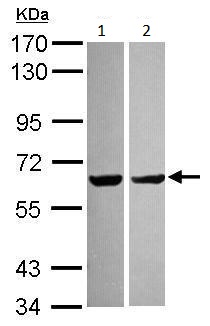 Western blot - Anti-PYROXD2 antibody (AB228998), expandable thumbnail