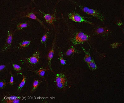 Immunocytochemistry/ Immunofluorescence - Anti-Pyruvate Dehydrogenase E2 antibody [15D3G9C11] (AB110332)