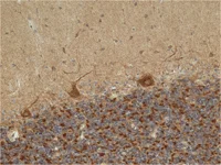 Immunohistochemistry (Formalin/PFA-fixed paraffin-embedded sections) - Anti-Pyruvate Dehydrogenase E2 antibody [15D3G9C11] (AB110332)