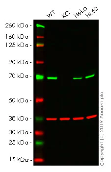 Western blot - Anti-Pyruvate Dehydrogenase E2 antibody [15D3G9C11] (AB110332)