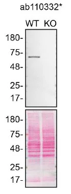 Western blot - Anti-Pyruvate Dehydrogenase E2 antibody [15D3G9C11] (AB110332)