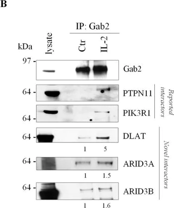Western blot - Anti-Pyruvate Dehydrogenase E2 antibody (AB126224)