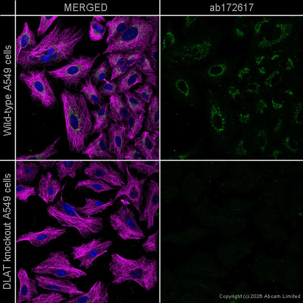 Immunocytochemistry/ Immunofluorescence - Anti-Pyruvate Dehydrogenase E2 antibody [EPR12455(B)] (AB172617)